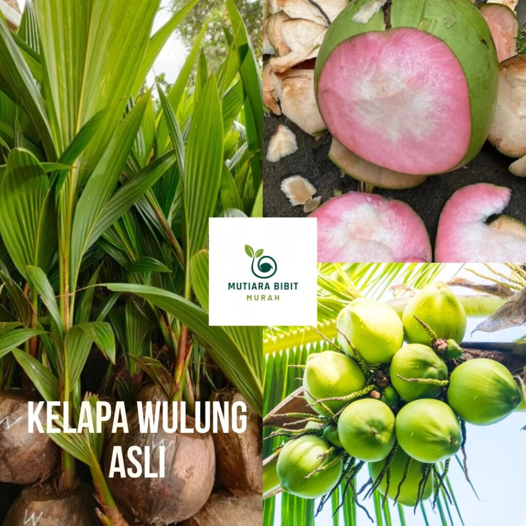 Bibit Kelapa Wulung Super