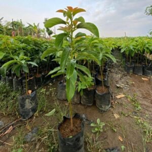 Bibit Tanaman Alpukat Mentega Jumbo Tinggi 1 Meter